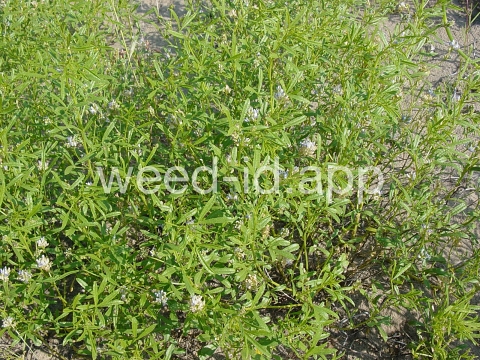 scurfpea, lemon